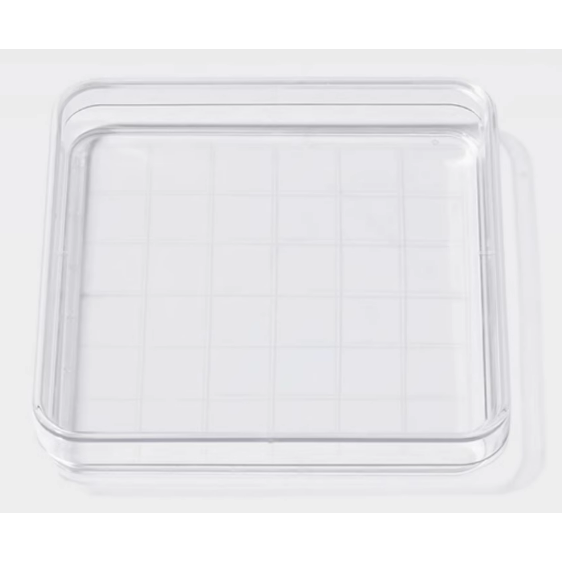 加厚方形 一次性細塑膠培養皿