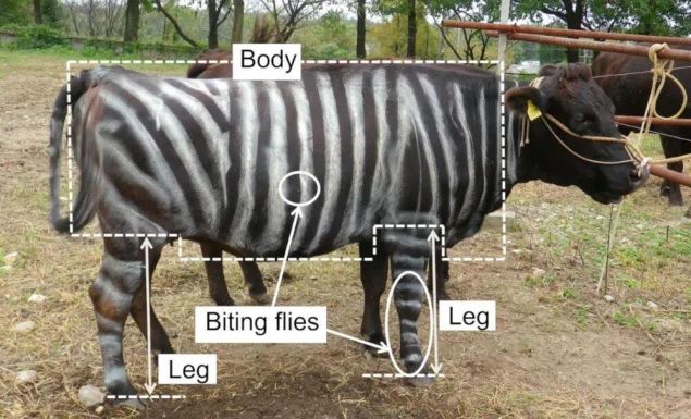 2025 搞笑諾貝爾獎來了！🤣 給母乳加蒜香？給牛刷斑馬線？吃不粘鍋涂層能減肥？……