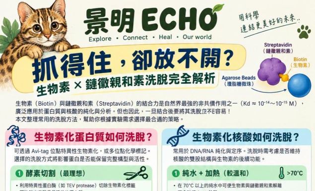 🧪【抓得住,卻放不開?|生物素 × 鏈黴親和素洗脫完全解析】