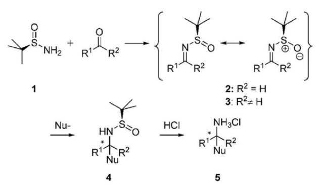 🌟 常用不對稱合成試劑 —— Ellman 亞胺 🌟